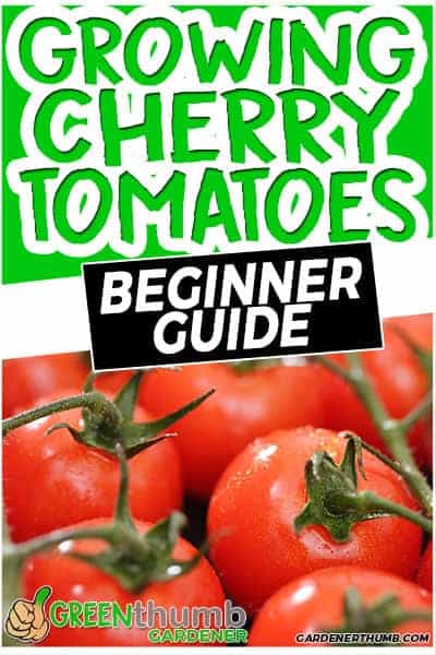 growing cherry tomato