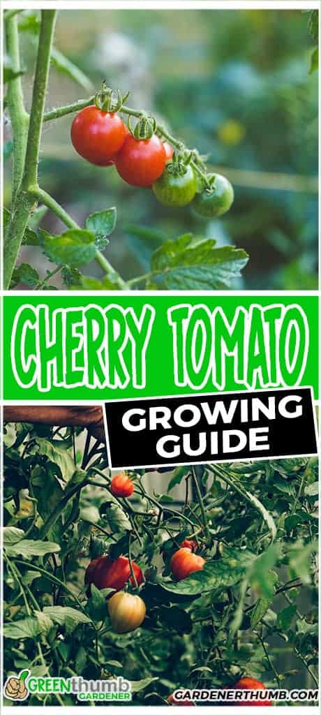 grow tomato