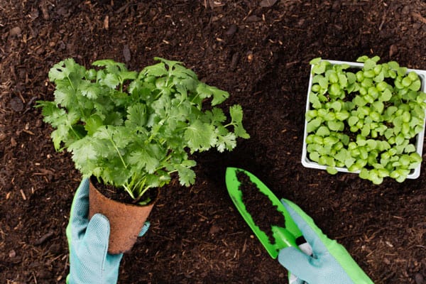 Vegetable Gardening Tips And Tricks Every Gardener Needs