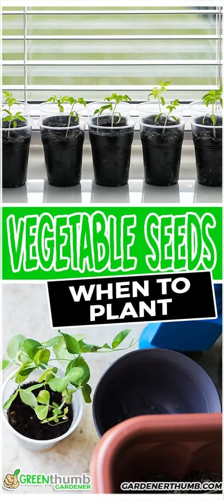 vegetable seeds when to plant