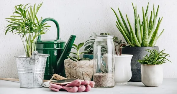 17 Plants for Large Pots In Sun