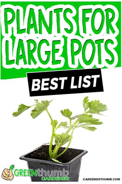 plants for large pots best list