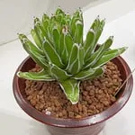 agave