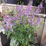 angelonia