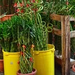 bamboo