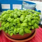 basil
