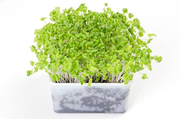 Best Plants For Container Gardening [Veggie Edition]