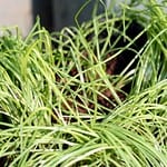 chives