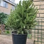 dwarf alberta spruce