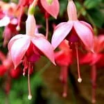 fuchsia
