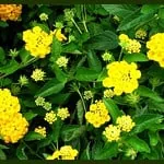 lantana