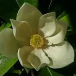 sweet bay