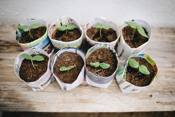 Vegetable Container Gardening For Beginners