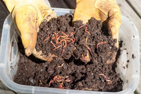 Why Vermicomposting Is Important [Epic Guide]