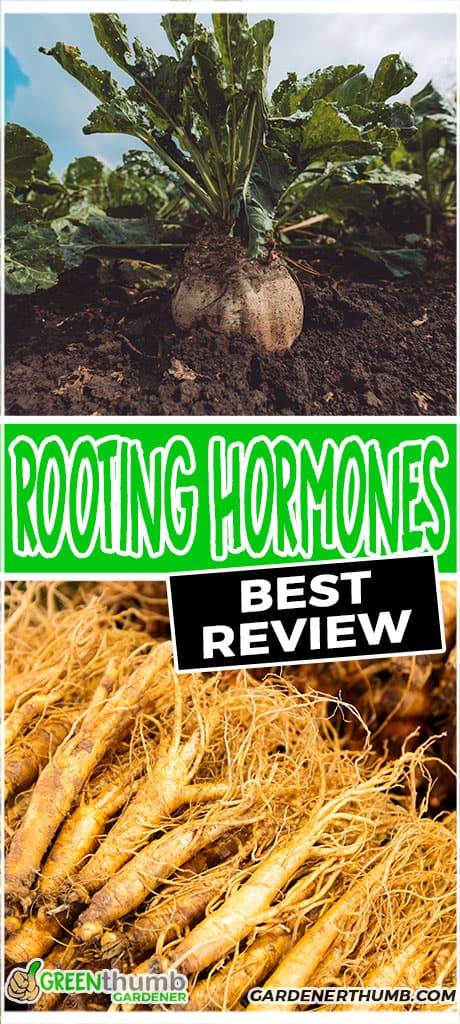 rooting hormones best review