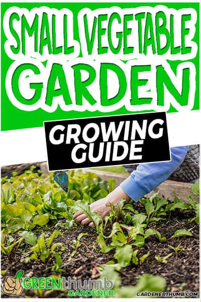 small vegetable garden growing guide
