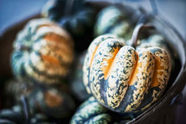 How To Tell When Acorn Squash Is Ripe