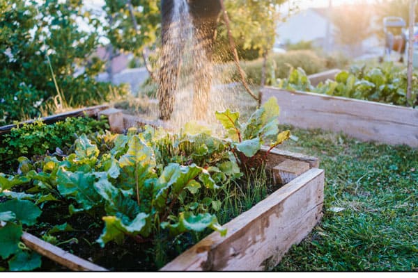 Raised Bed Vegetable Gardening For Beginners [Must Read]