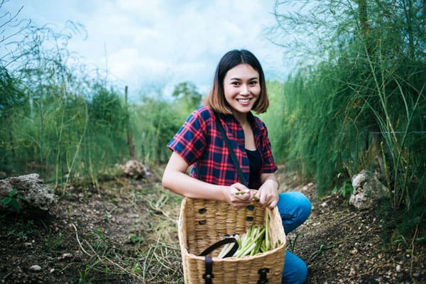 When To Fertilize Asparagus? [Beginner Tips]