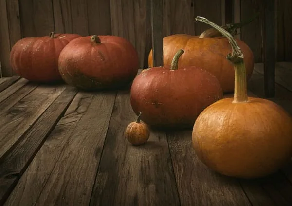 Best Fertilizer For Pumpkins [Grow Big Guide]