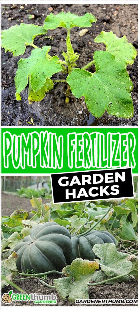 pumpkin fertilizer garden hacks