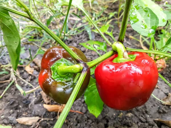 Do Pepper Plants Need Cages? [Simple & Easy Method]