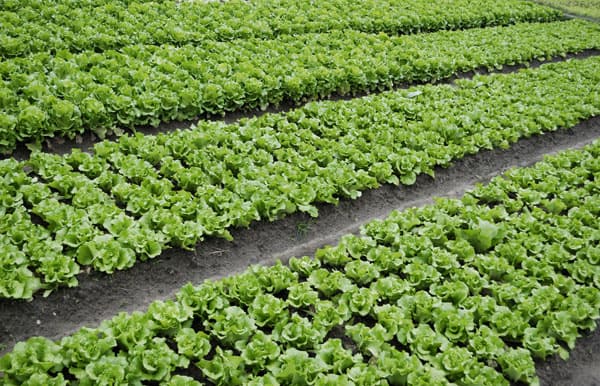 How Many Lettuce Seeds Per Hole [Easy Guide]