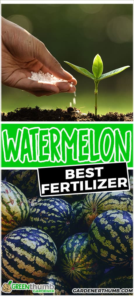 watermelon best fertilizer