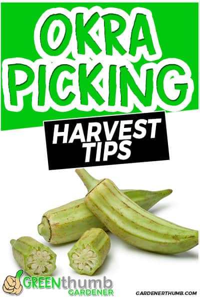 okra picking harvest tips