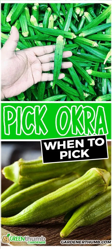 pick okra when to pick