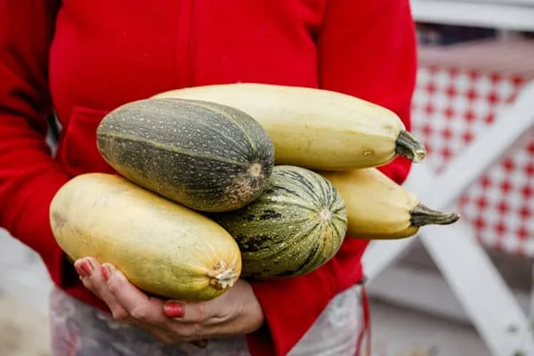 When To Pick Zucchini [The Right Way]