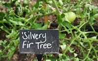 Silvery Fir Tree Tomato