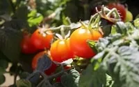 Tiny Tim Tomato