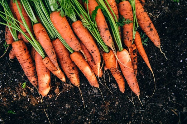 Fertilizer For Carrots
