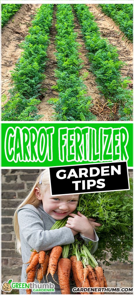 carrot fertilizer garden tips