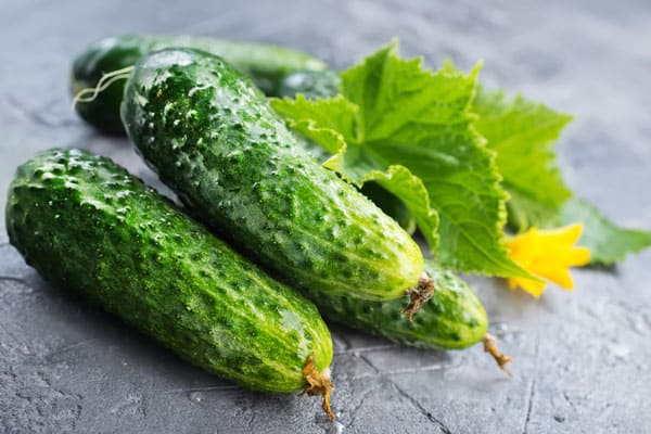 Growing Cucumbers in Containers
