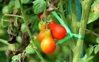 Pear Red Tomato