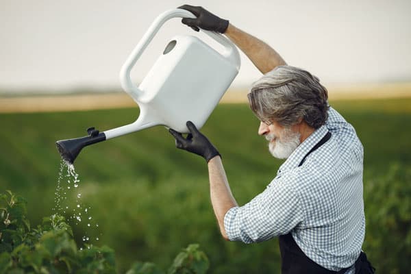 When Is The Best Time To Water A Garden?