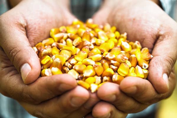 How Much Water Does Corn Need