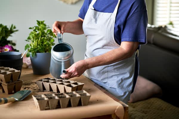 How Often To Water Seedlings [Beginner Tips]