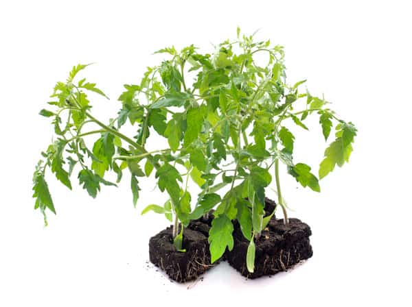 Tomato Plants Wilting [Too Much Water Edition]