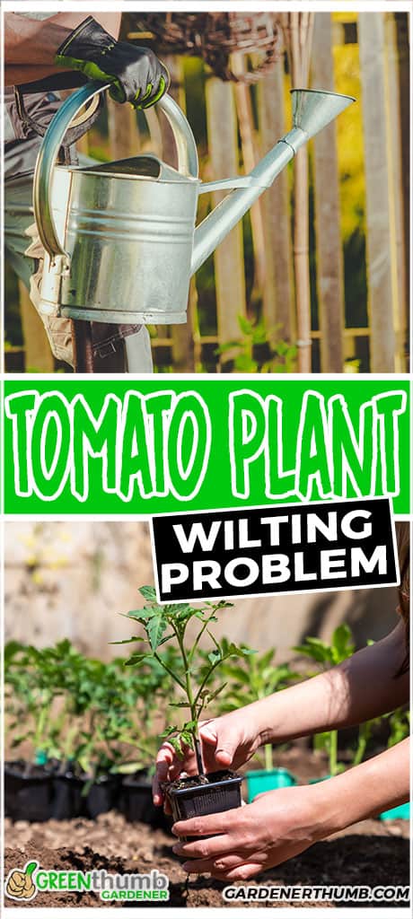 tomato plant wilting problem