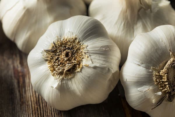When To Fertilize Garlic [Garlic Growing Tips]