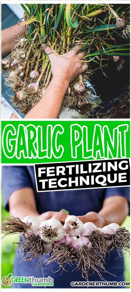 garlic plant fertilizing technique