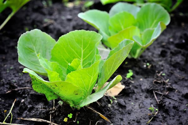 When To Pick Cabbage [Beginner Guide]