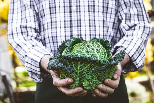 When To Pick Kale [Harvest & Storage Tips]