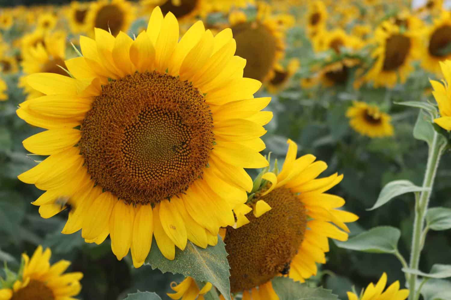 Best Time To Plant Sunflowers [Beginner's Guide]