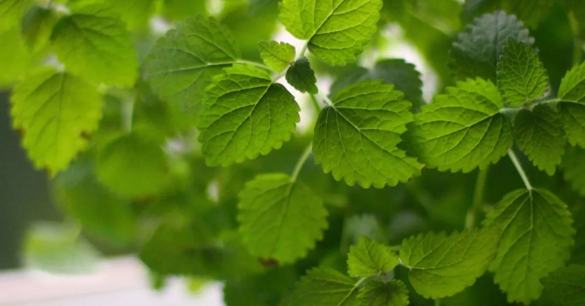 White Spots On Mint Leaves (Identification & Treatment Tips)