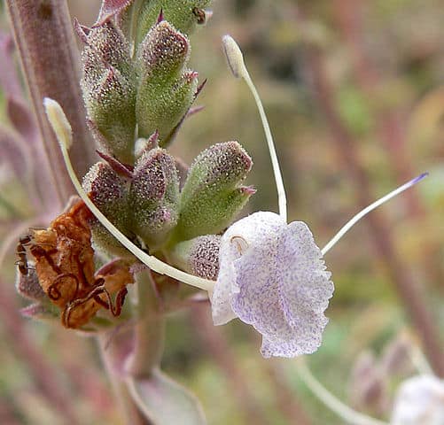 White Sage (Salvia apiana)