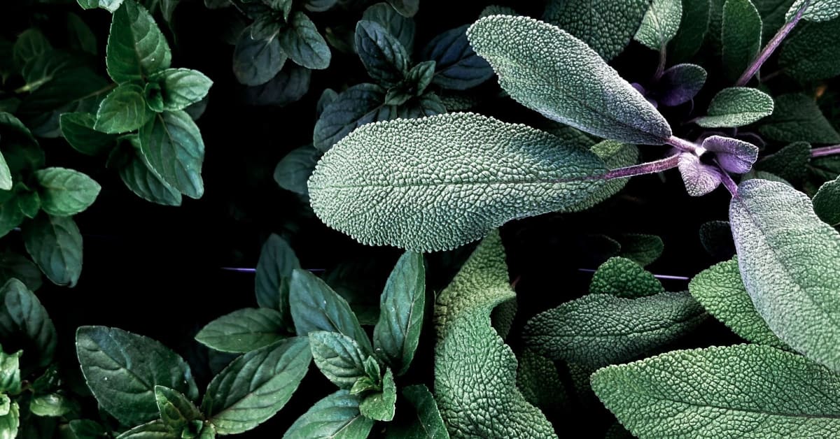 15 Types Of Sage You May Not Have Heard Of | Edible to Smudging